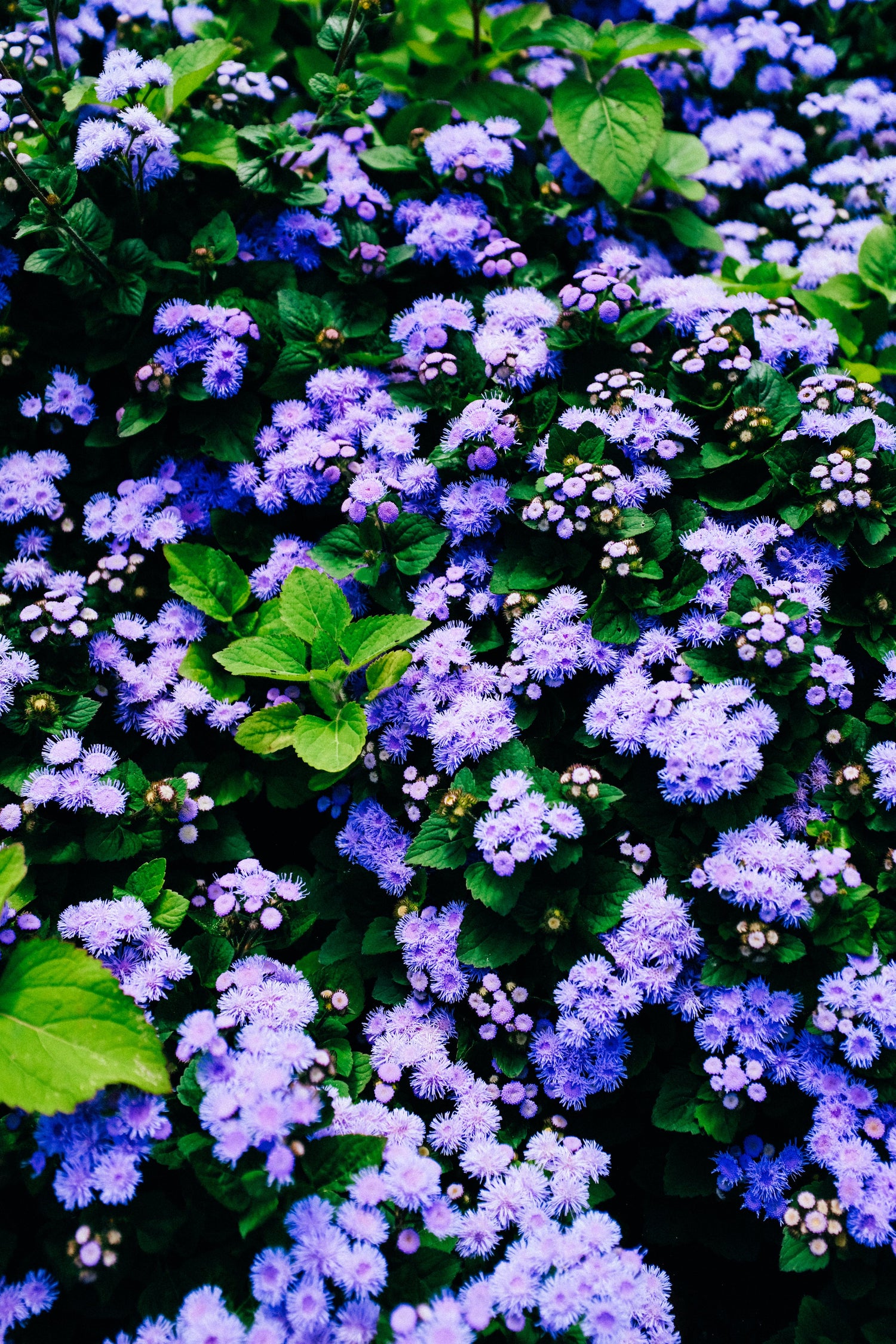 Botanical Garden Collection